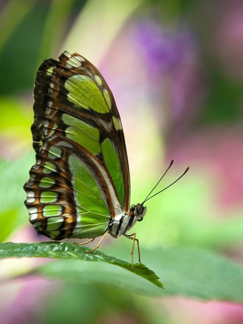 Green Butterfly screenshot #1 480x640