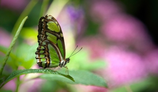 Green Butterfly - Obrázkek zdarma pro HTC Desire HD