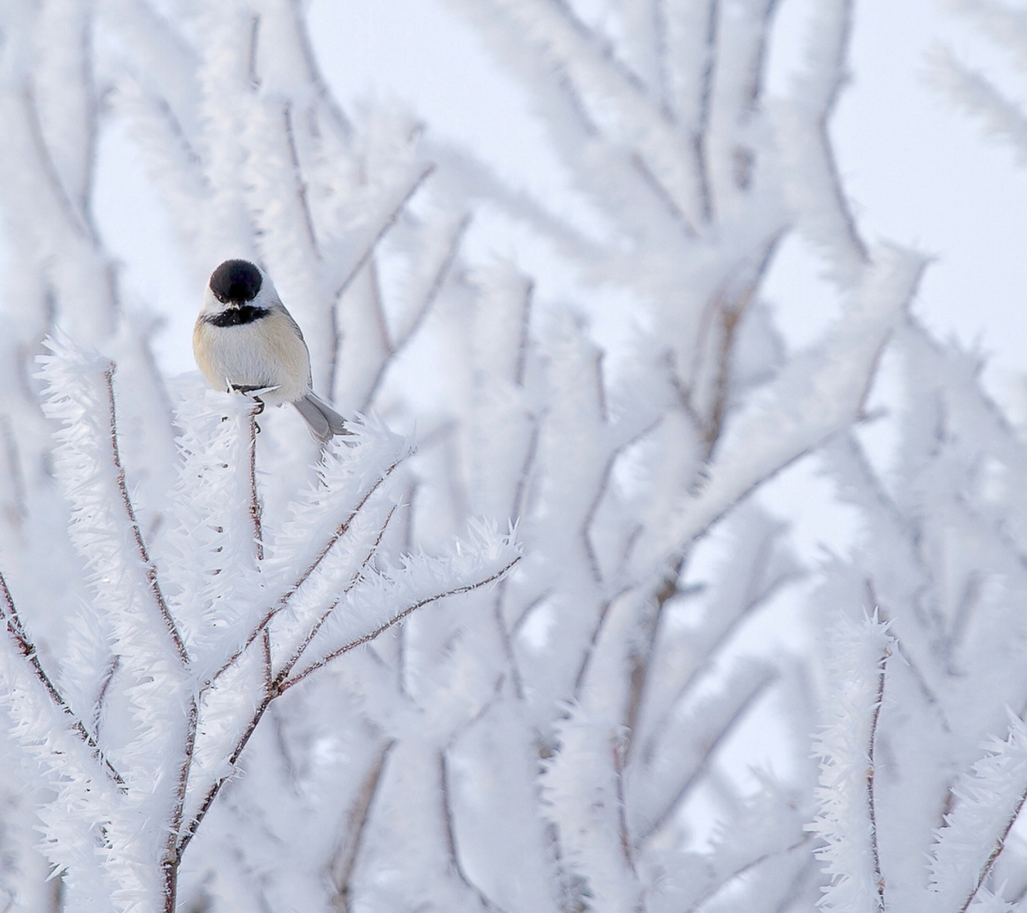 Das Small Winter Bird Wallpaper 1440x1280