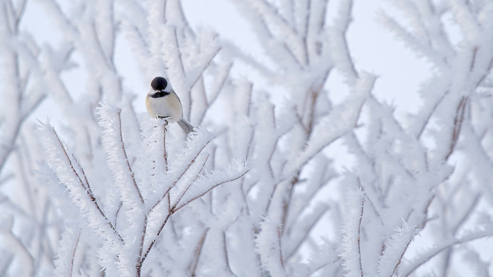Fondo de pantalla Small Winter Bird 1600x900
