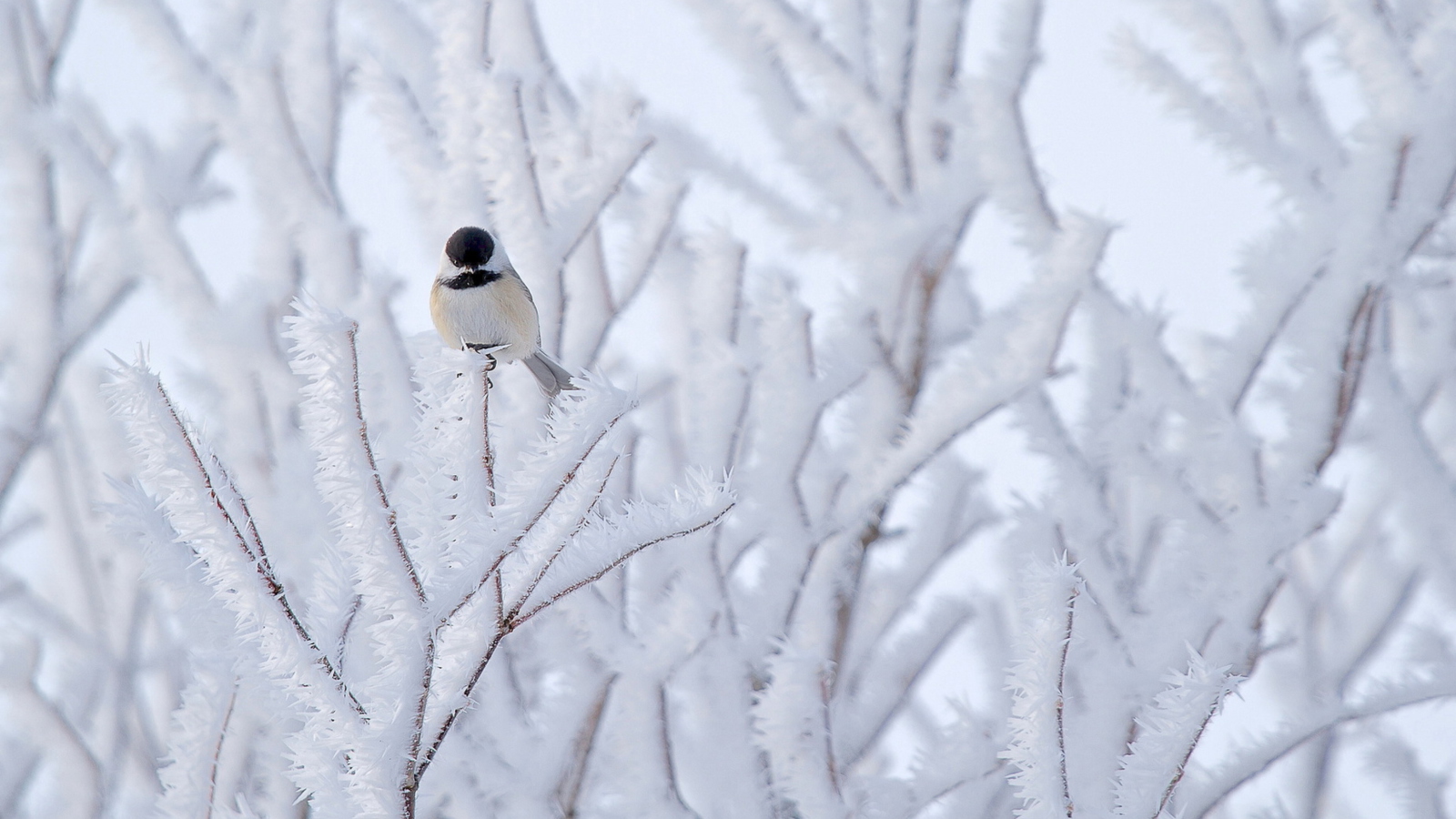 Screenshot №1 pro téma Small Winter Bird 1600x900