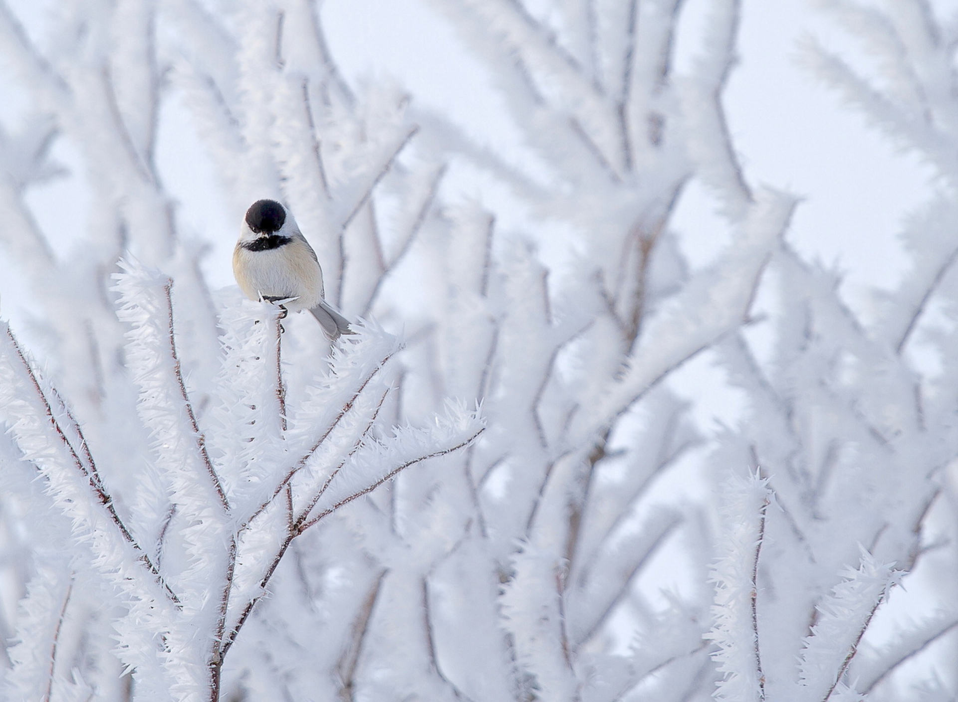 Обои Small Winter Bird 1920x1408