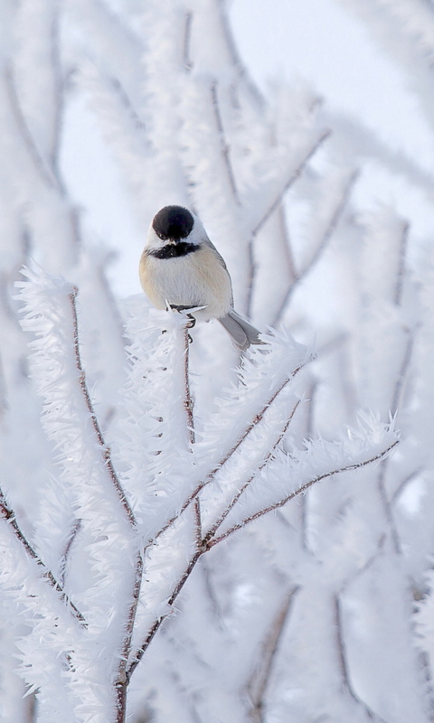 Fondo de pantalla Small Winter Bird 480x800