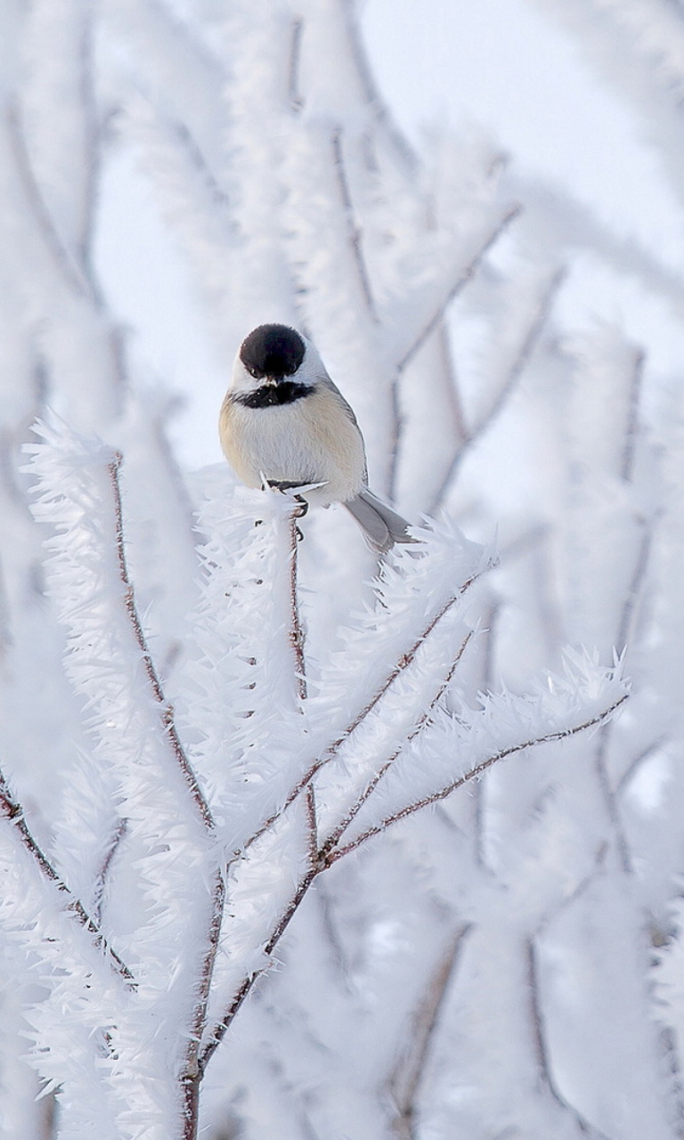 Small Winter Bird screenshot #1 768x1280