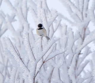 Small Winter Bird - Obrázkek zdarma pro iPad Air
