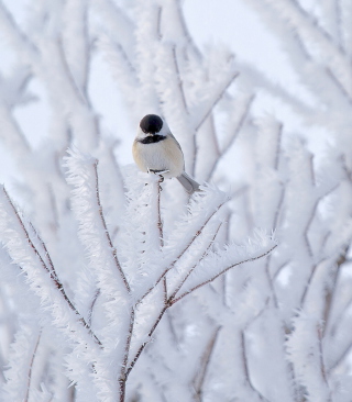 Small Winter Bird papel de parede para celular para 640x1136