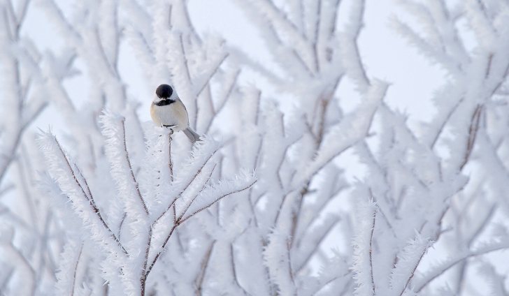 Das Small Winter Bird Wallpaper