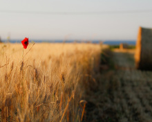 Обои Wheat and Stack 220x176