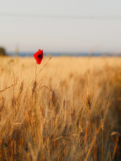 Fondo de pantalla Wheat and Stack 240x320