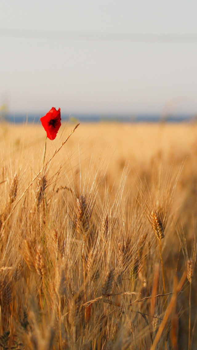 Обои Wheat and Stack 640x1136