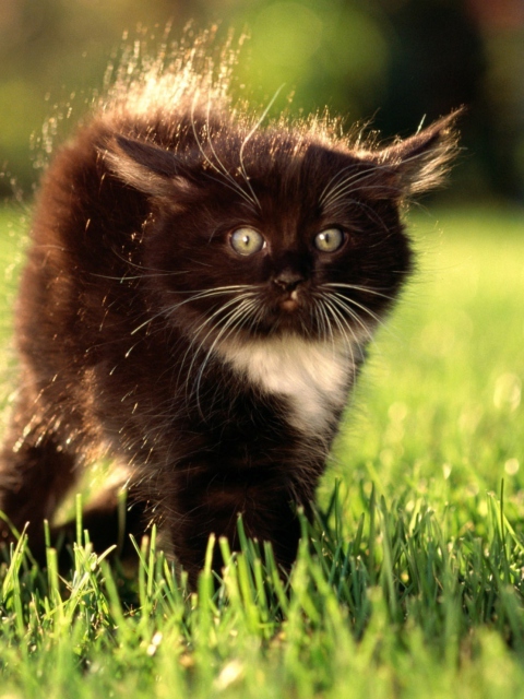 Fluffy Cat wallpaper 480x640