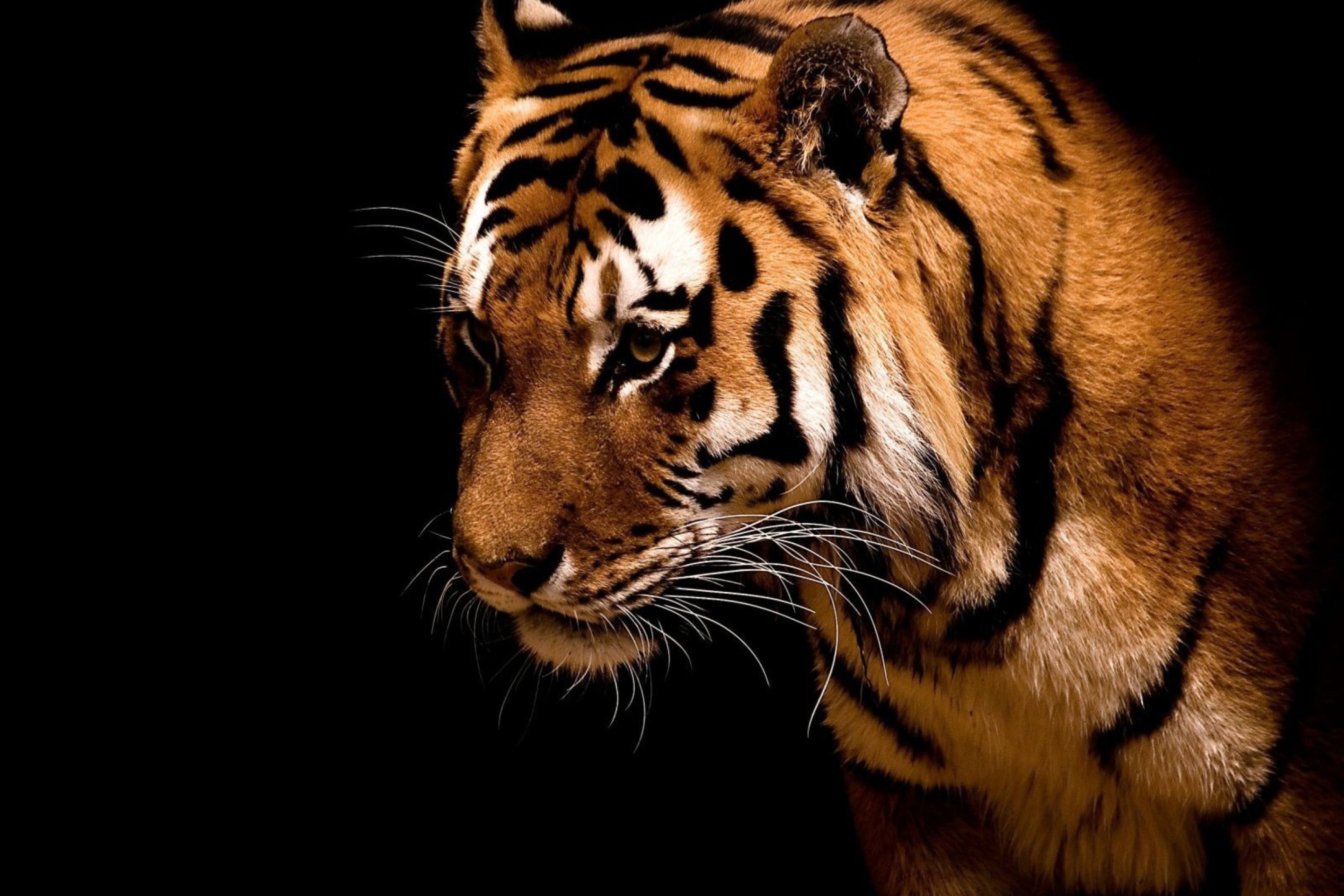 Screenshot №1 pro téma Tiger 2880x1920