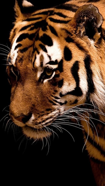 Fondo de pantalla Tiger 360x640