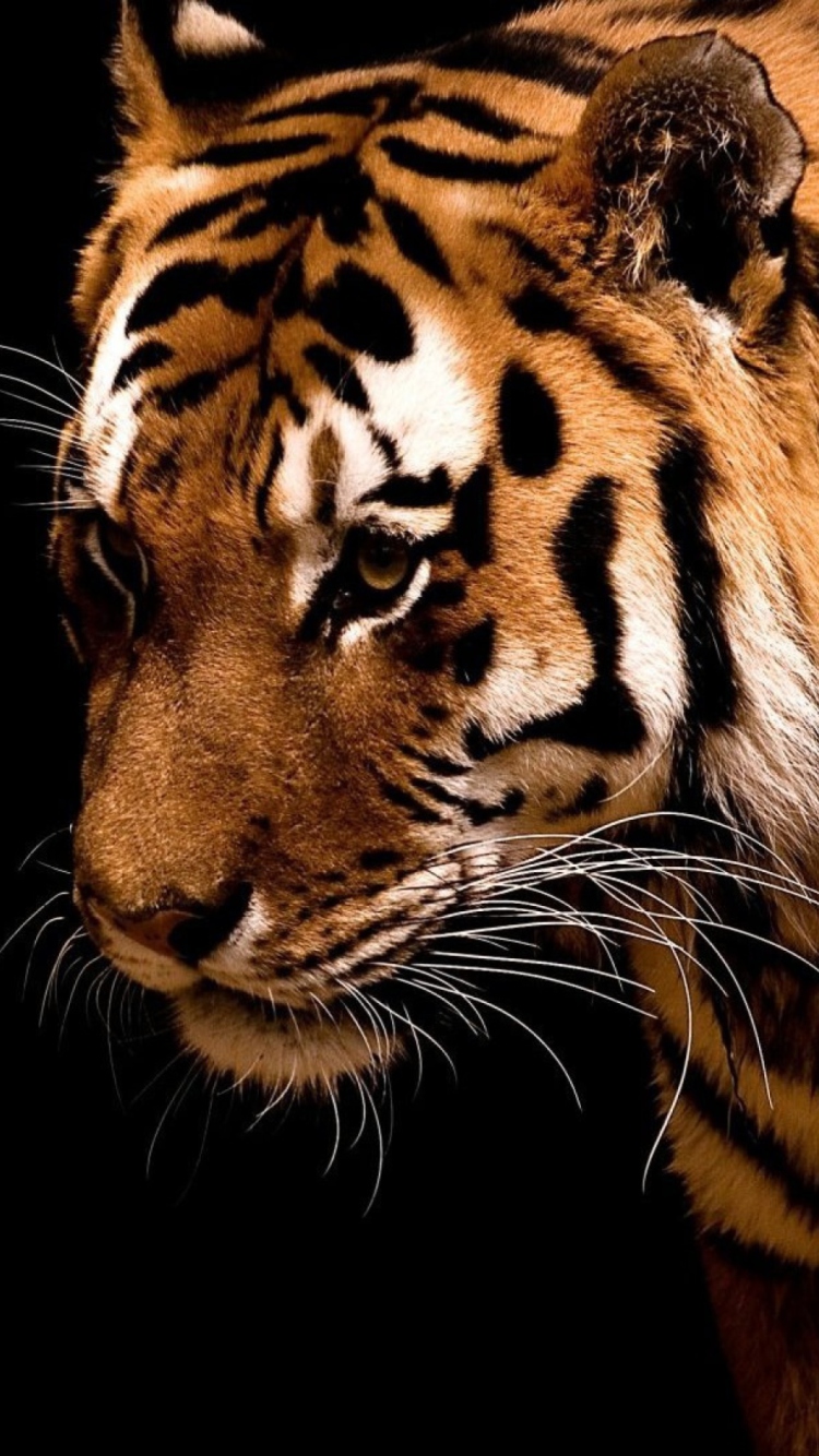 Tiger screenshot #1 750x1334