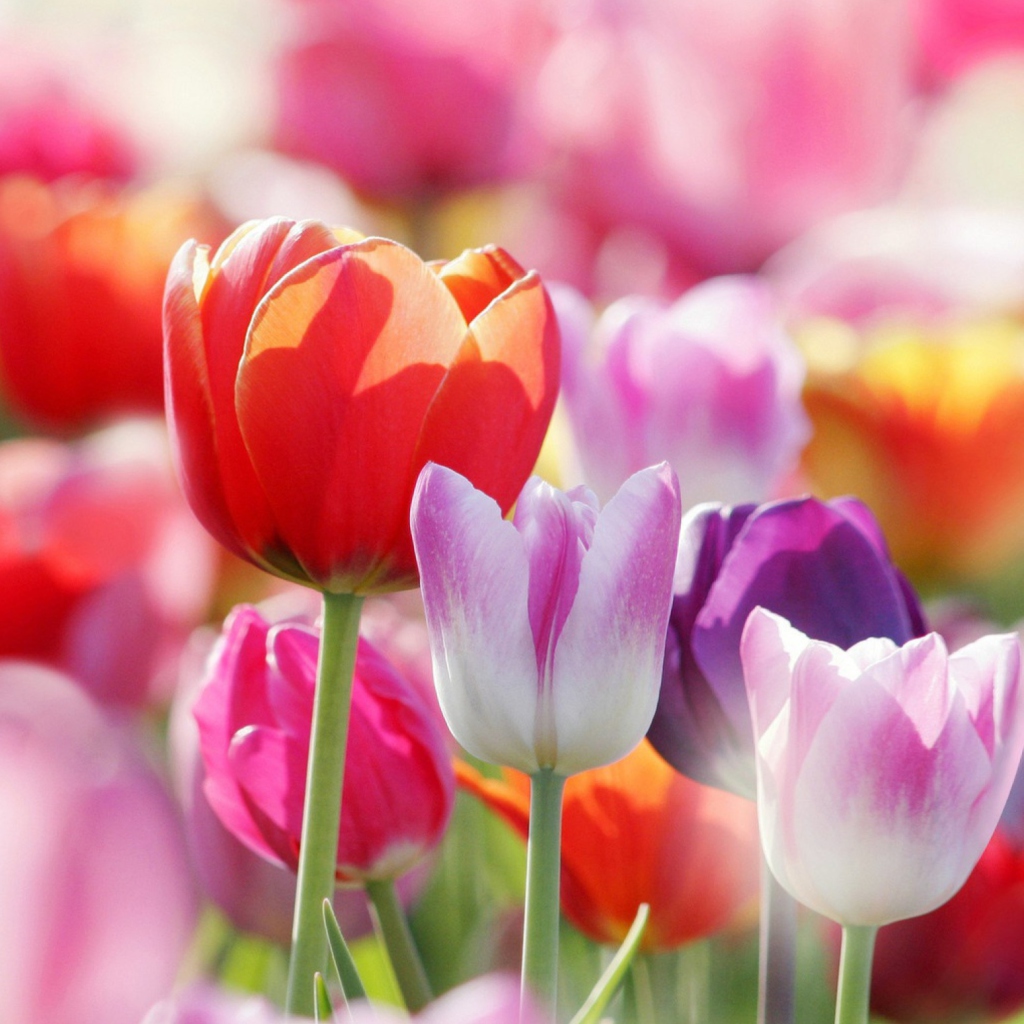 Colorful Tulips screenshot #1 1024x1024