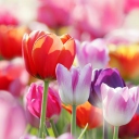 Colorful Tulips wallpaper 128x128