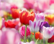 Colorful Tulips wallpaper 176x144