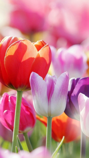 Colorful Tulips wallpaper 360x640