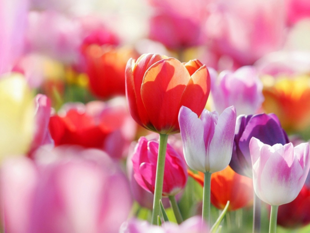 Colorful Tulips wallpaper 640x480