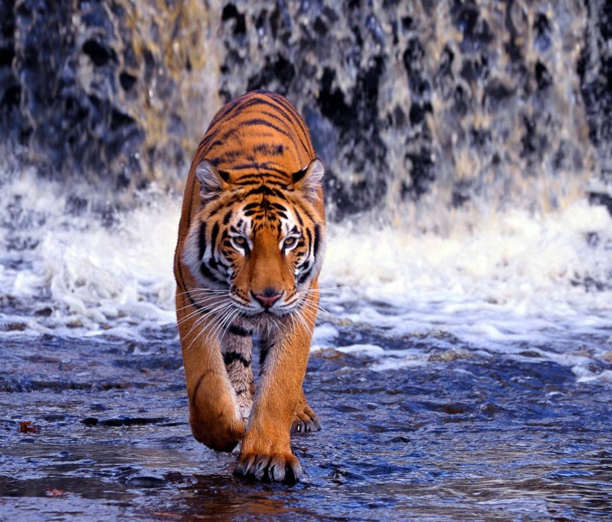 Screenshot №1 pro téma Tiger And Waterfall 1200x1024