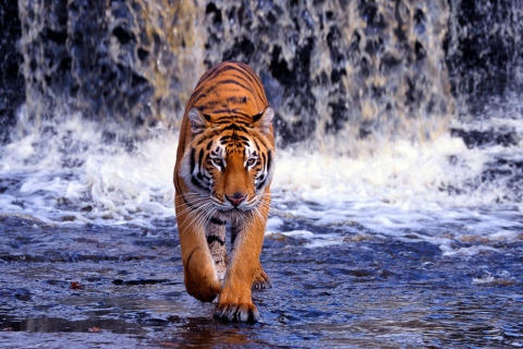 Sfondi Tiger And Waterfall 480x320