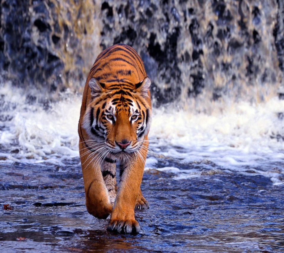Das Tiger And Waterfall Wallpaper 960x854