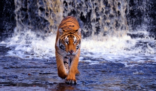 Tiger And Waterfall - Obrázkek zdarma 