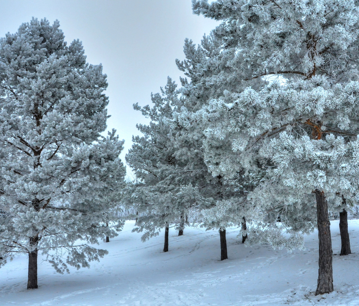 Screenshot №1 pro téma Winter Landscape 1200x1024