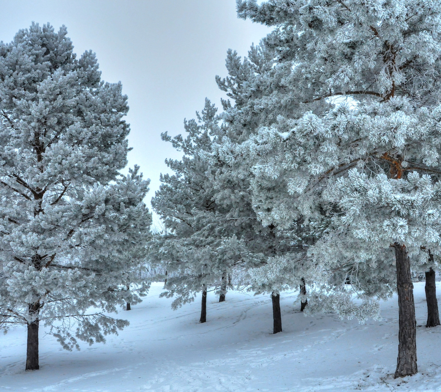 Screenshot №1 pro téma Winter Landscape 1440x1280