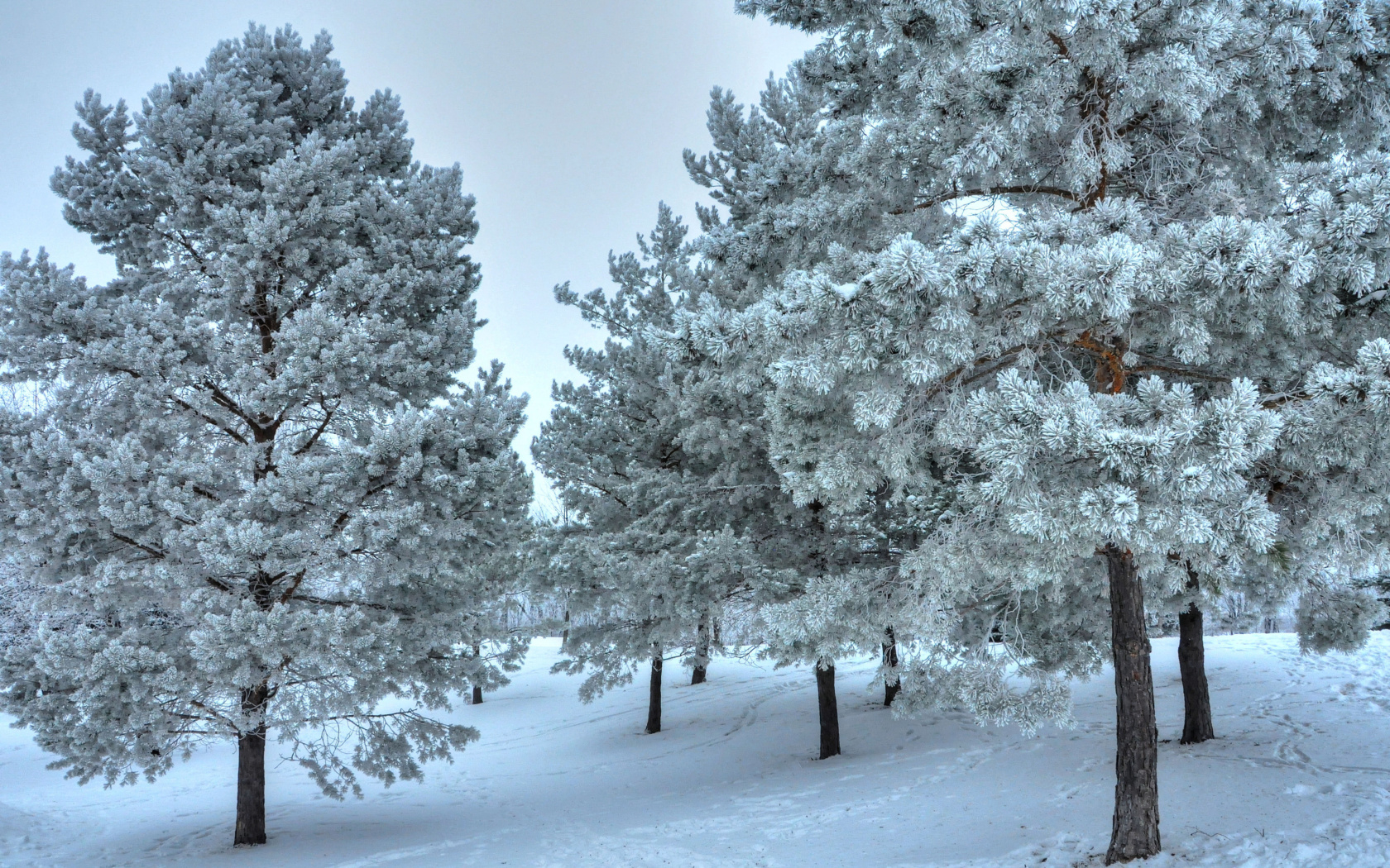 Sfondi Winter Landscape 1680x1050