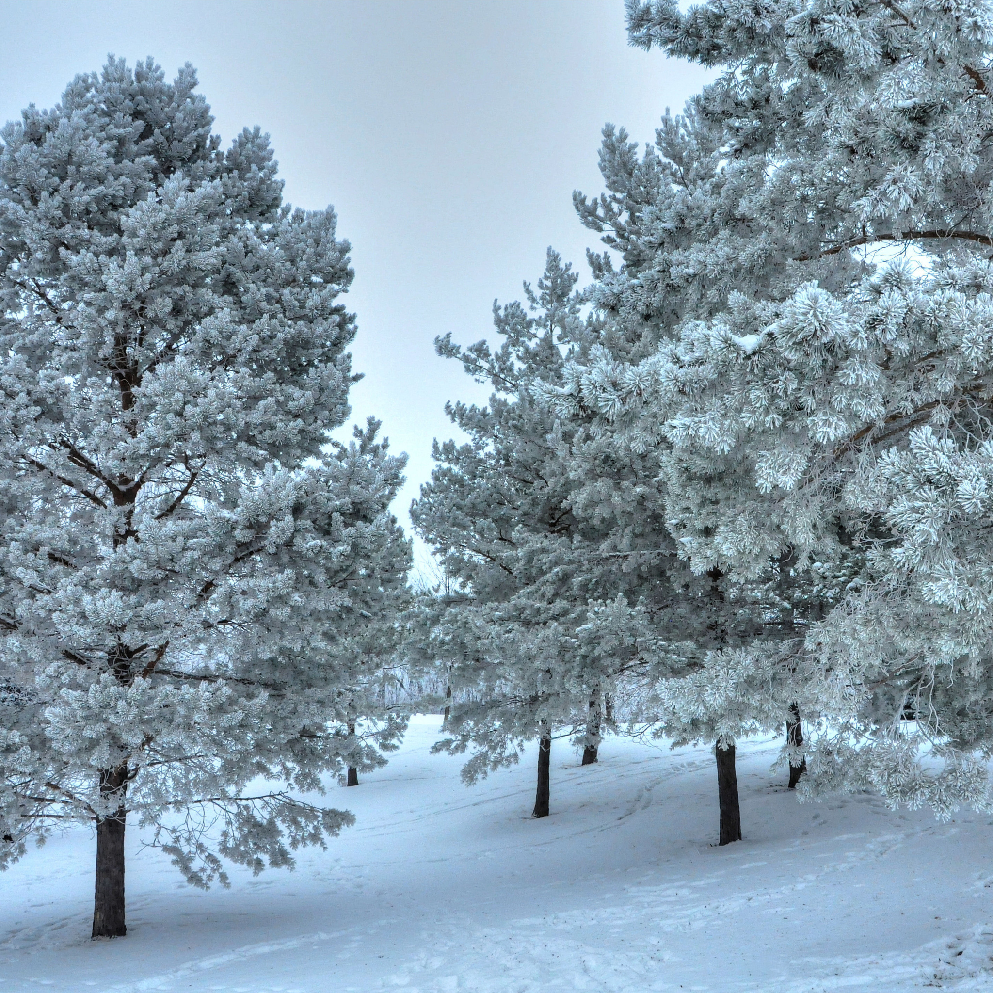 Screenshot №1 pro téma Winter Landscape 2048x2048