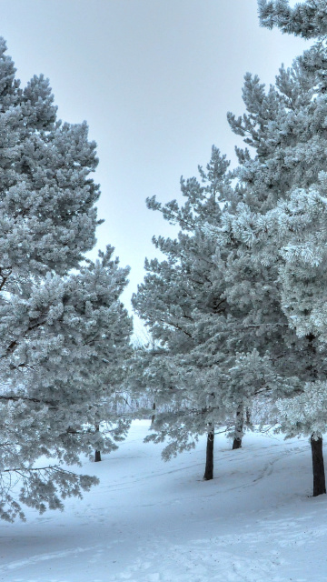 Fondo de pantalla Winter Landscape 360x640