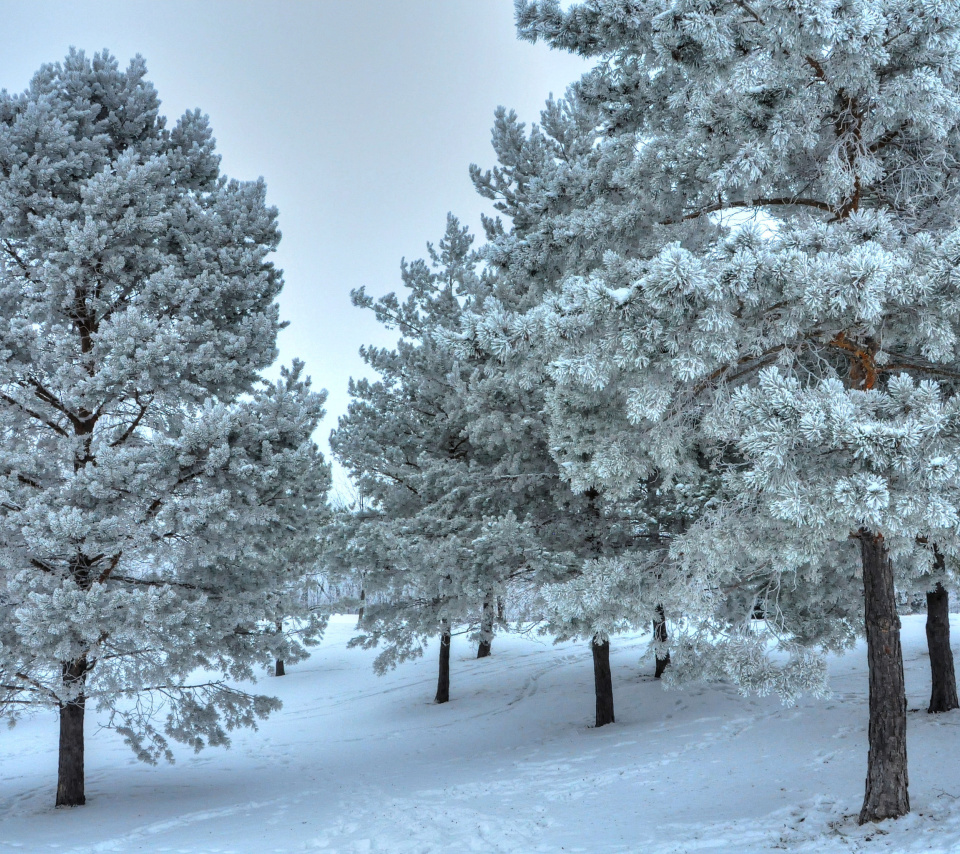 Screenshot №1 pro téma Winter Landscape 960x854