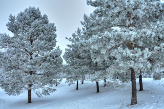 Winter Landscape - Obrázkek zdarma pro Samsung Galaxy Q