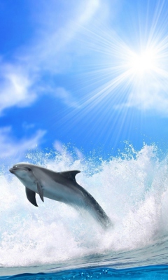 Das Dolphin Wallpaper 240x400