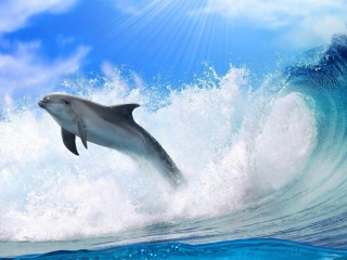 Das Dolphin Wallpaper 320x240