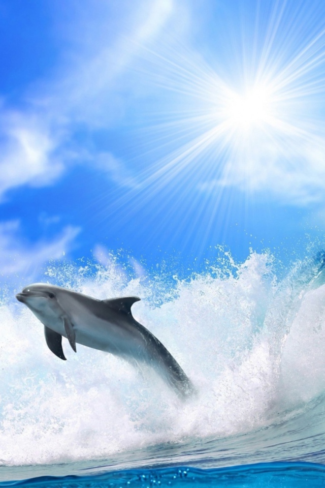 Das Dolphin Wallpaper 640x960