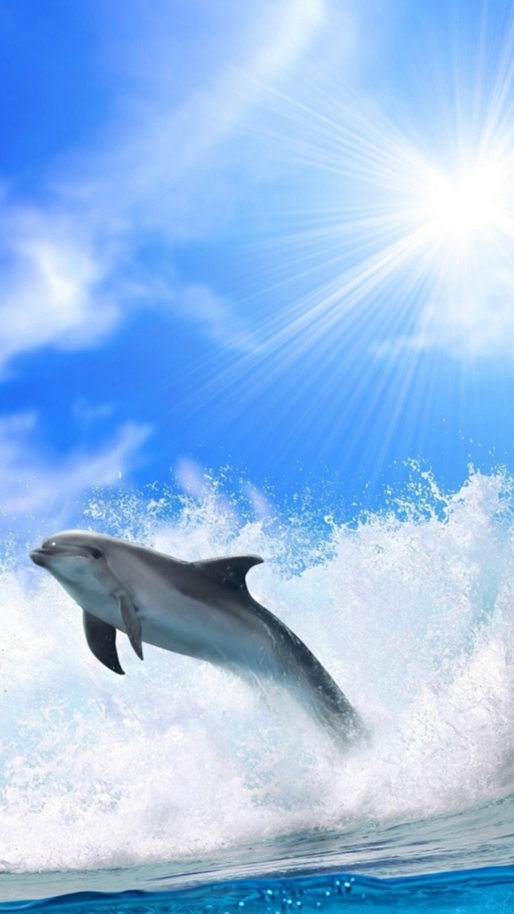 Das Dolphin Wallpaper 750x1334