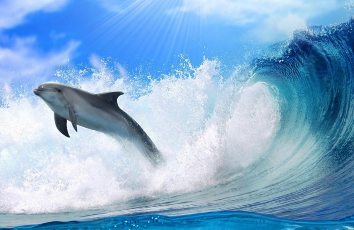 Fondo de pantalla Dolphin