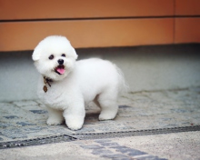 Fondo de pantalla White Plush Puppy 220x176