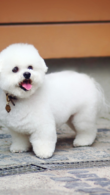 Sfondi White Plush Puppy 360x640