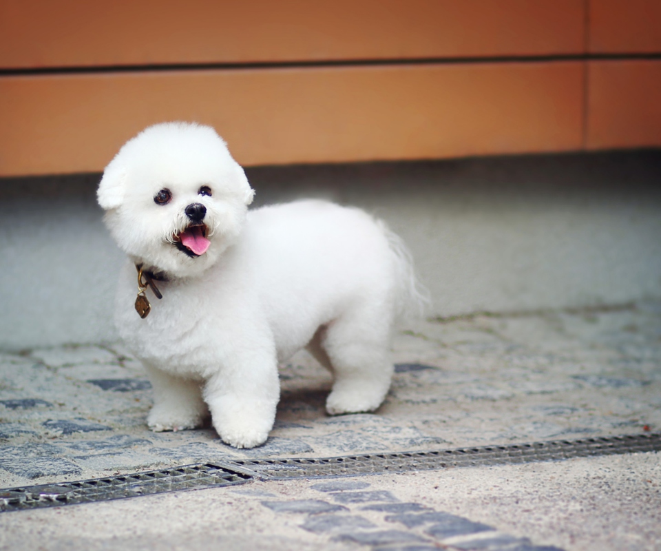 Sfondi White Plush Puppy 960x800
