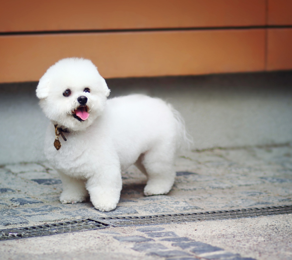Das White Plush Puppy Wallpaper 960x854