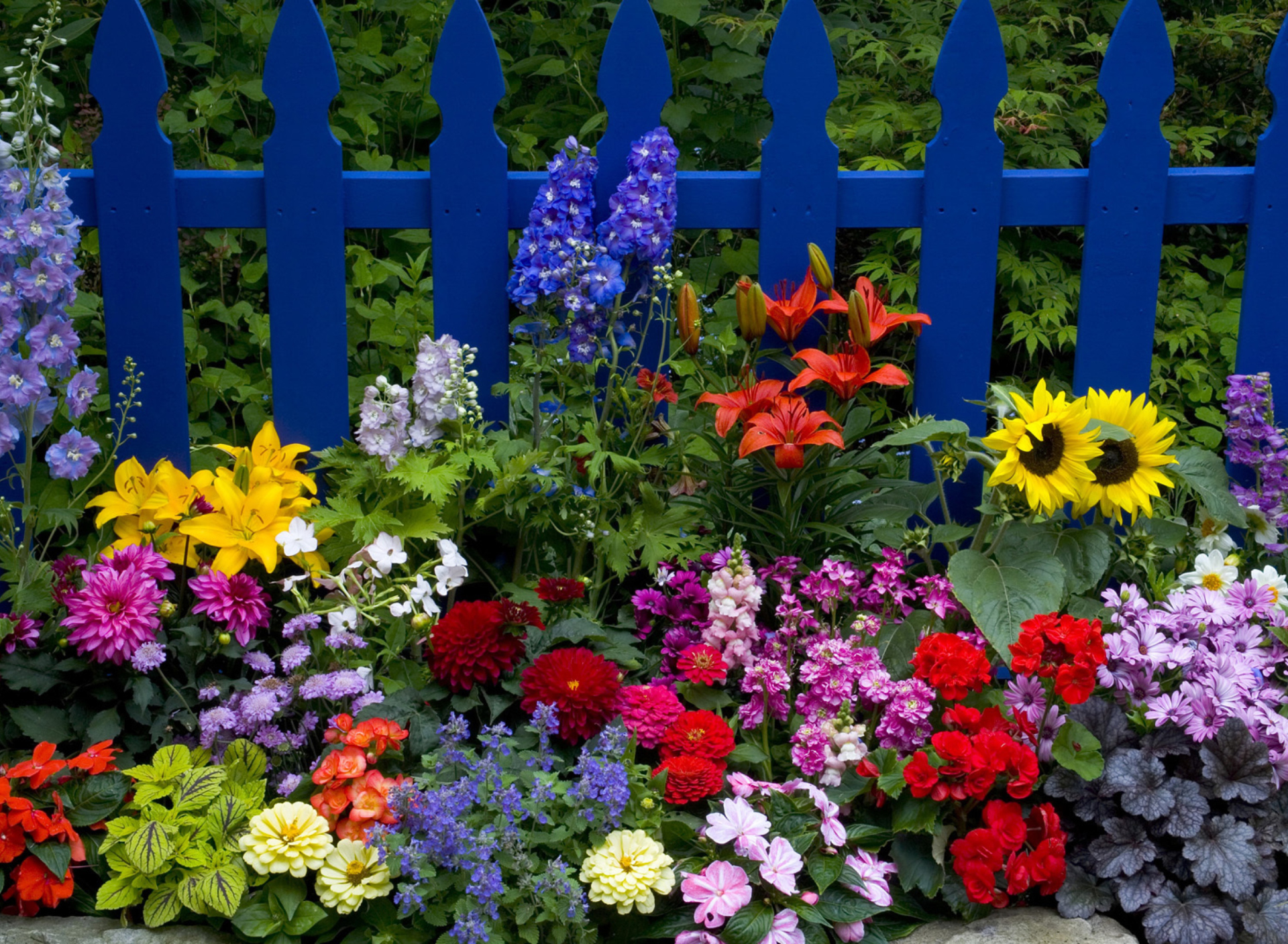 Screenshot №1 pro téma Garden Flowers In Front Of Bright Blue Fence 1920x1408