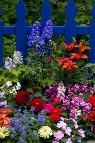 Обои Garden Flowers In Front Of Bright Blue Fence 320x480
