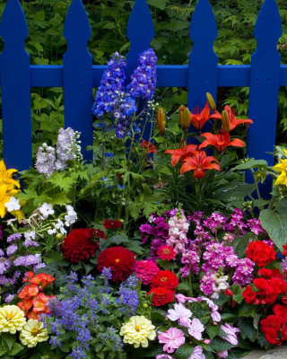 Free Garden Flowers In Front Of Bright Blue Fence Picture for iPhone 5S