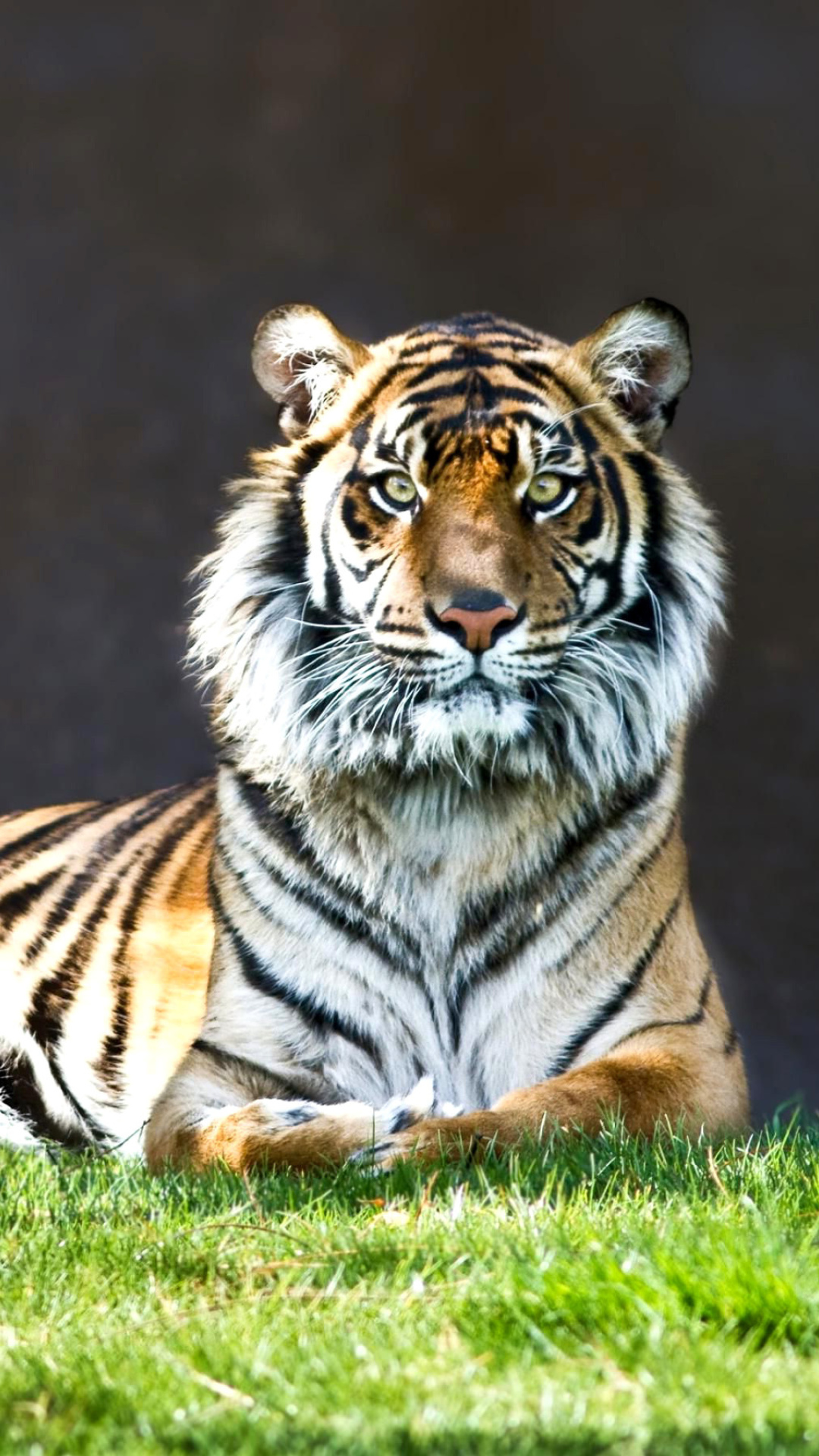 Fondo de pantalla Sumatran tiger 1080x1920