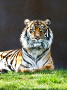 Fondo de pantalla Sumatran tiger 132x176