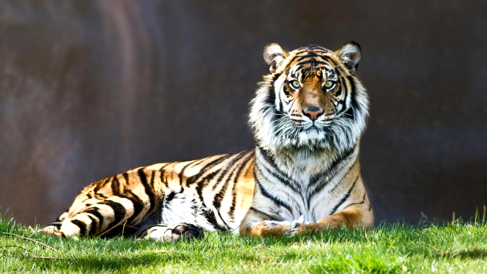 Screenshot №1 pro téma Sumatran tiger 1600x900