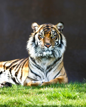 Sfondi Sumatran tiger 176x220